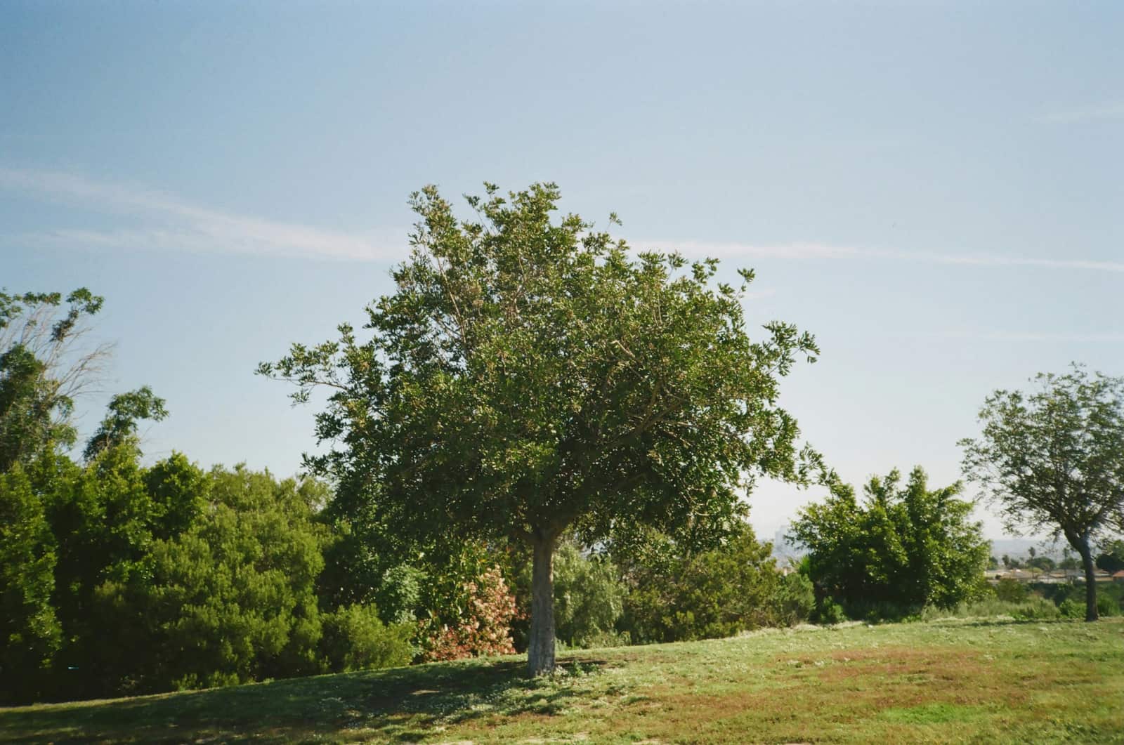 Austin landscaping project