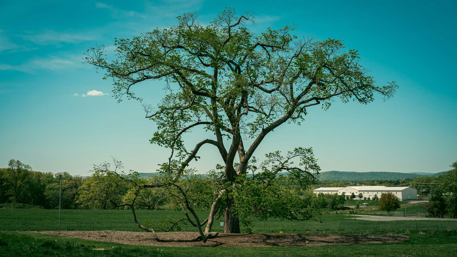 Landscaping in Austin