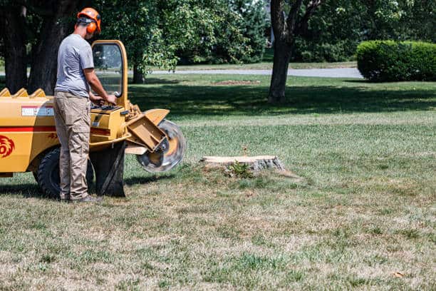 Lawn Service in Austin