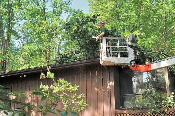 Tree Removal in Austin