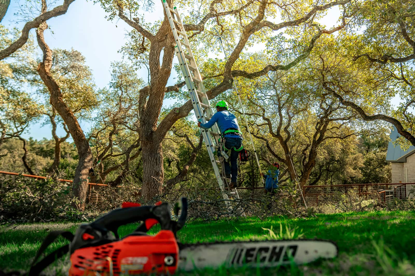 Tree Trimming in Austin