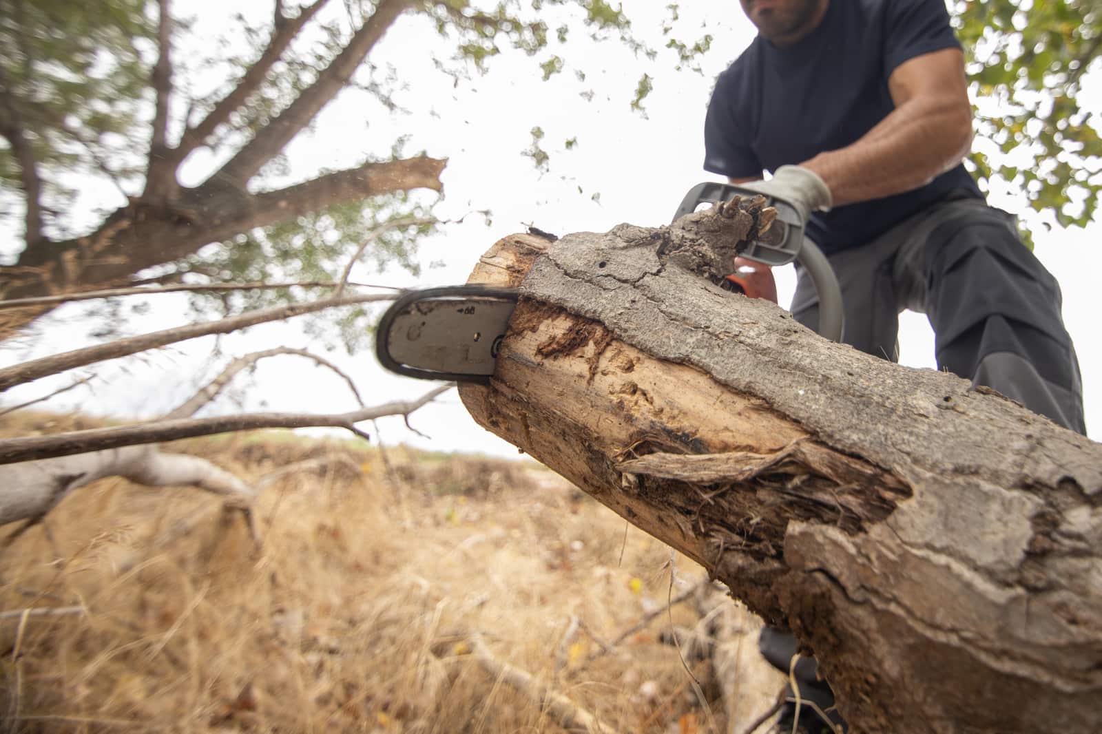 Weed Removal in Austin